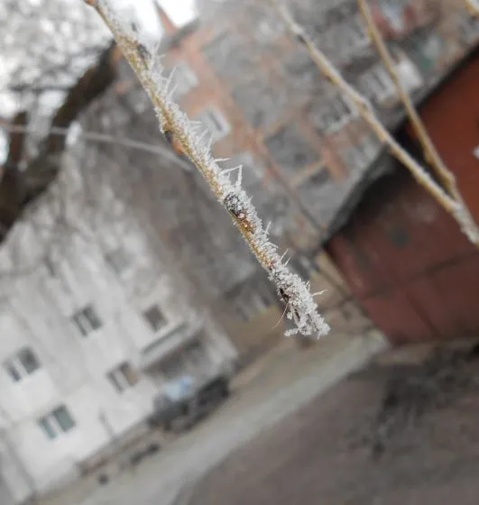 Іній