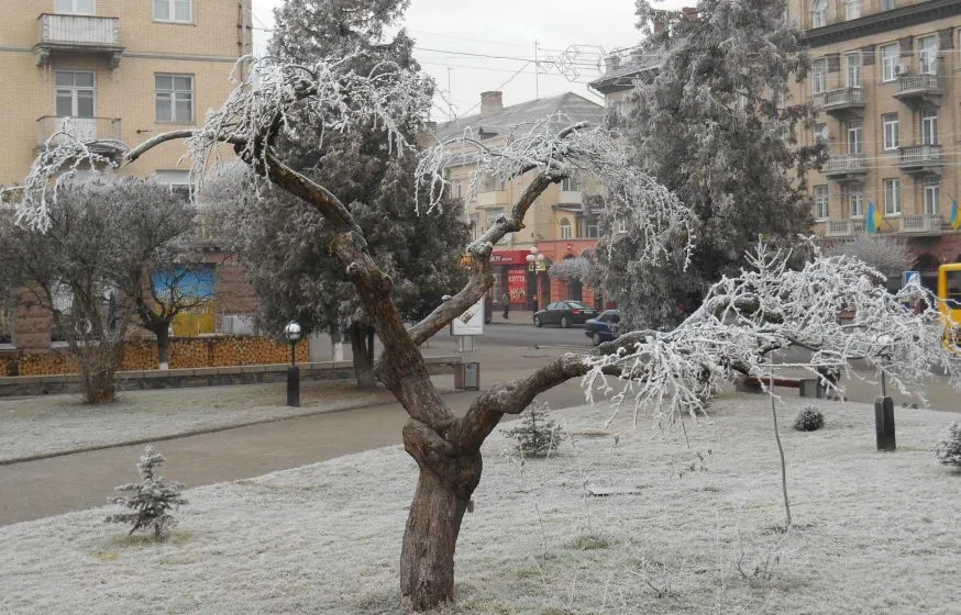 Дерево в інії