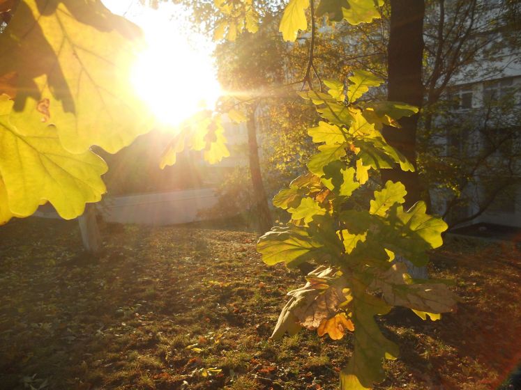 Сонячне проміння між листя